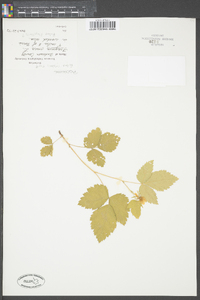 Rubus flagellaris image