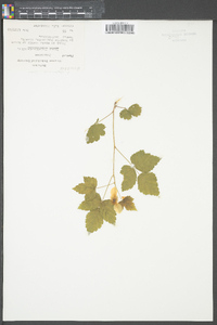 Rubus flagellaris image