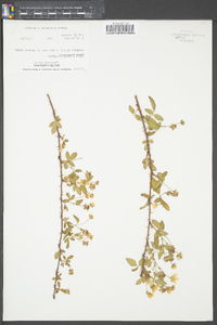 Rubus flagellaris image