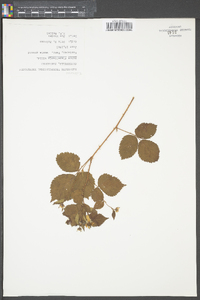 Rubus flagellaris image