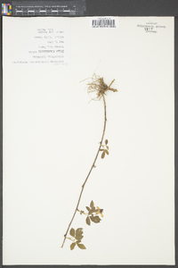 Rubus flagellaris image