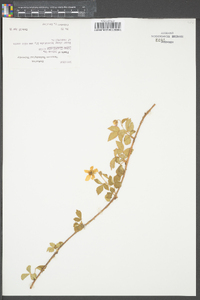 Rubus flagellaris image