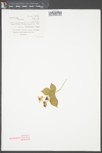 Rubus flagellaris image