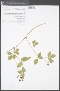 Rubus flagellaris image