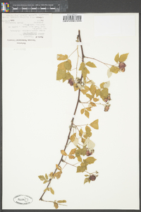 Rubus occidentalis image