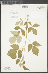 Rubus occidentalis image