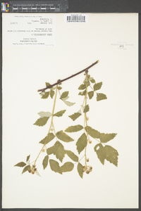 Rubus occidentalis image