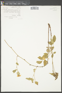 Rubus occidentalis image