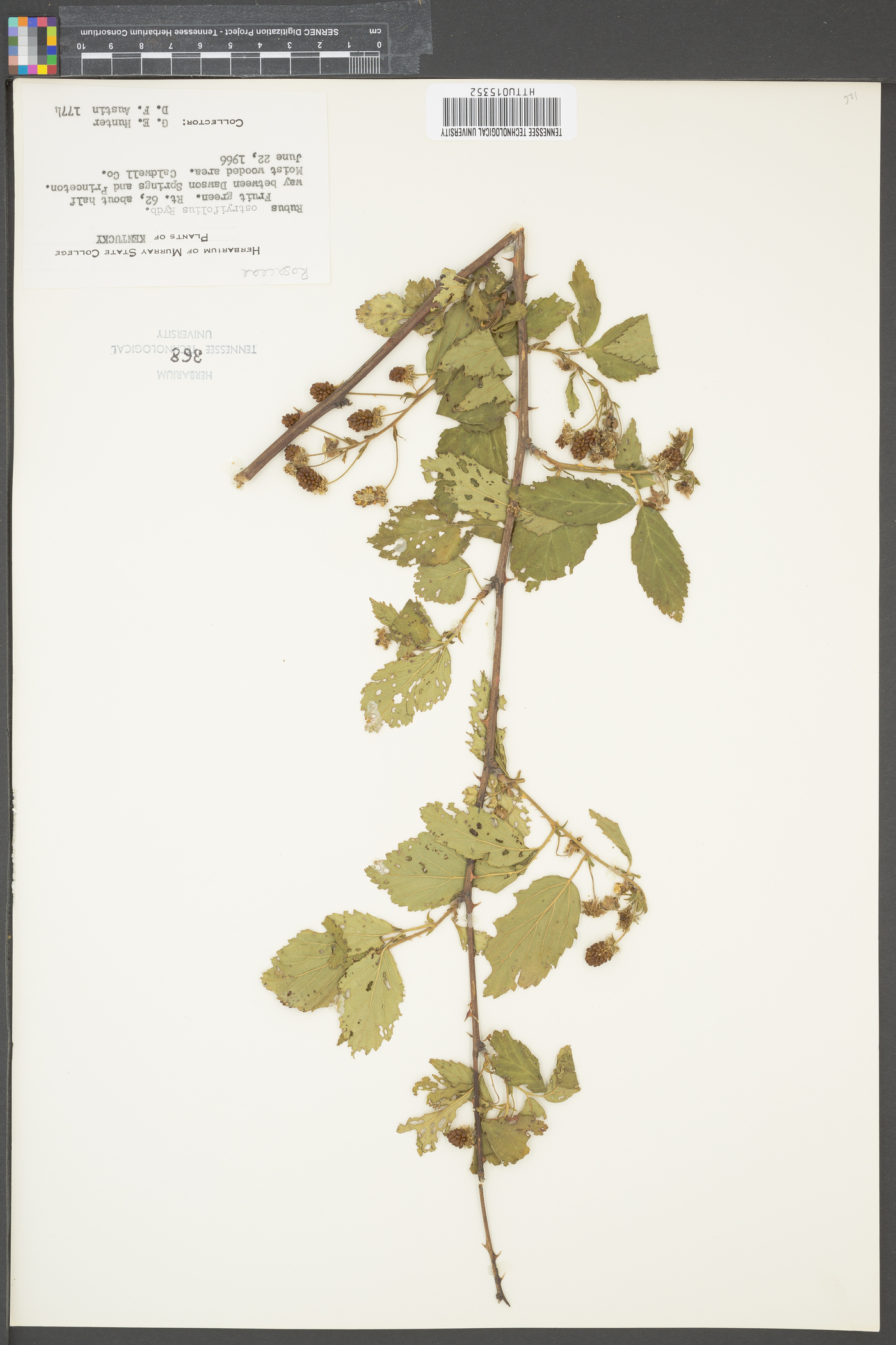 Rubus ostryifolius image