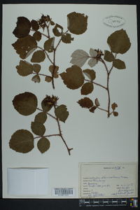 Rubus phoenicolasius image