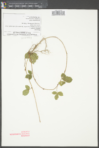 Rubus trivialis image