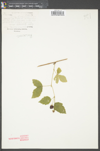 Rubus trivialis image
