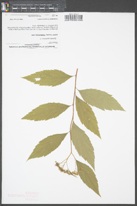 Spiraea japonica image