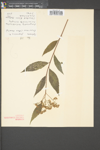 Spiraea japonica image