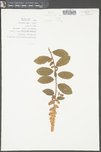 Spiraea latifolia image