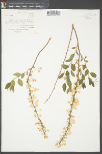 Spiraea prunifolia image