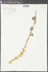 Spiraea prunifolia image