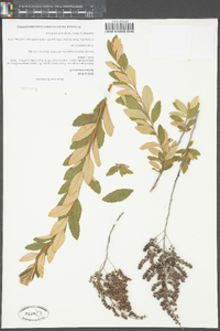 Spiraea tomentosa image