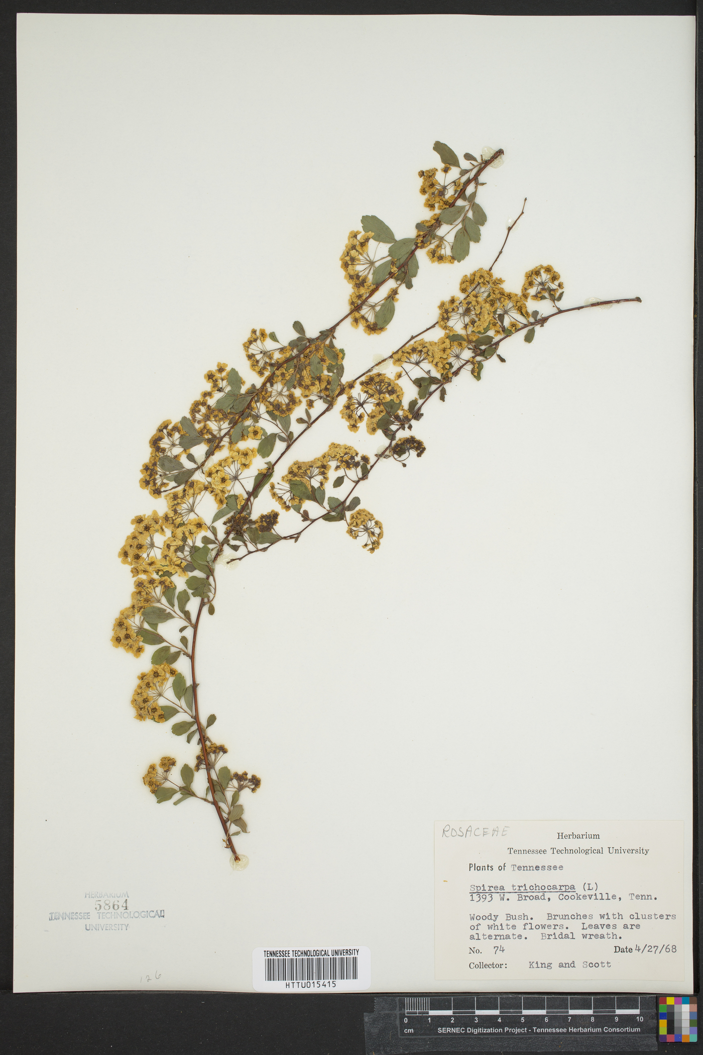 Spiraea trichocarpa image