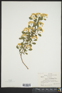 Spiraea trichocarpa image