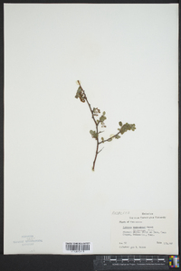 Spiraea trichocarpa image