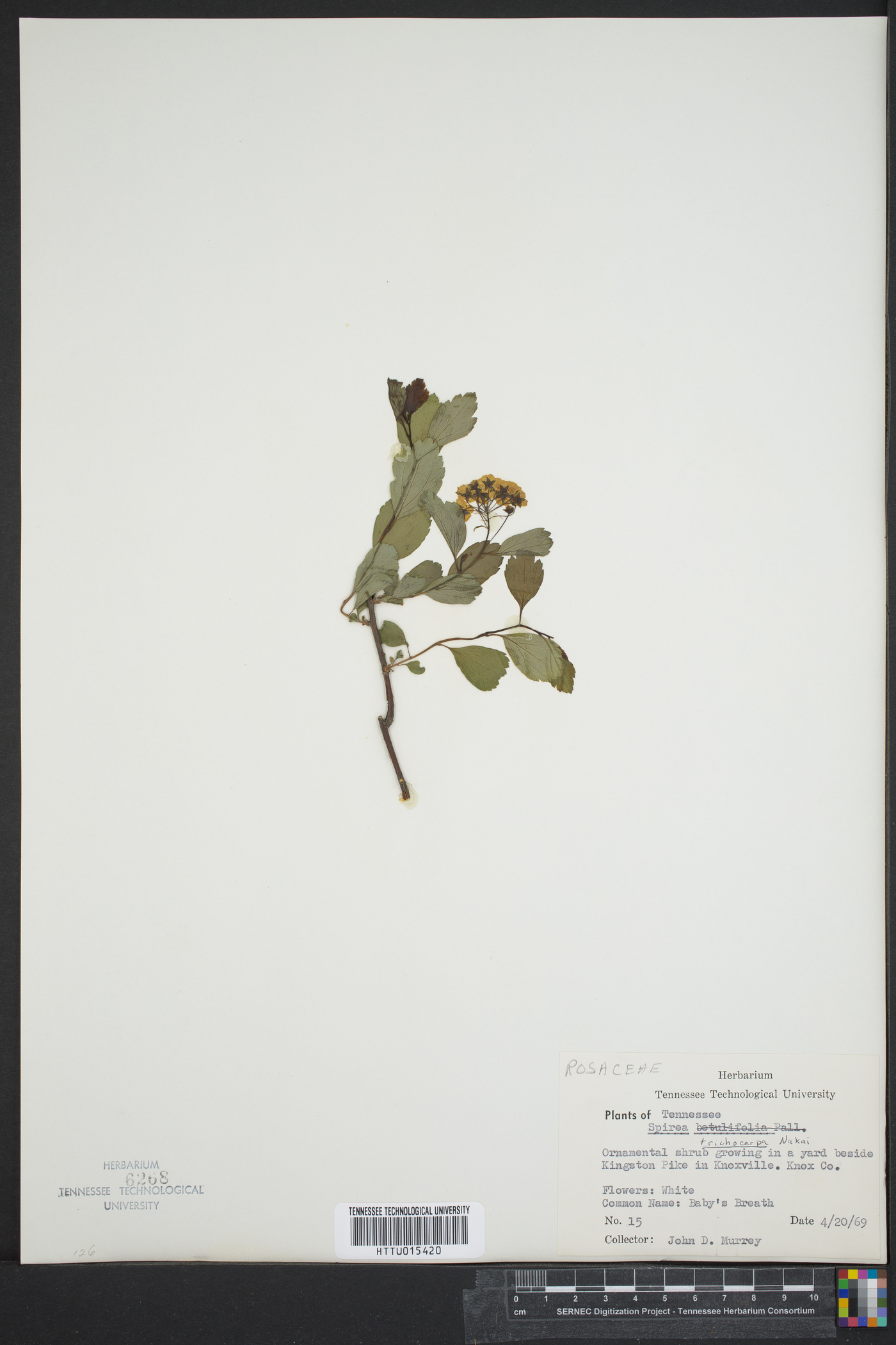 Spiraea trichocarpa image