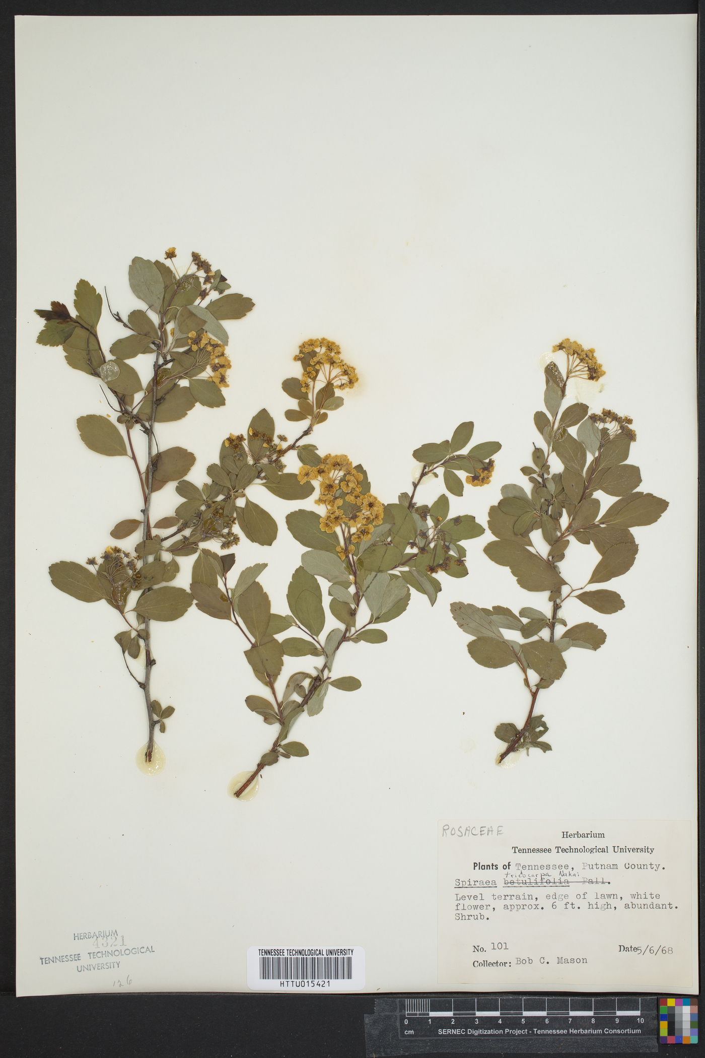 Spiraea trichocarpa image