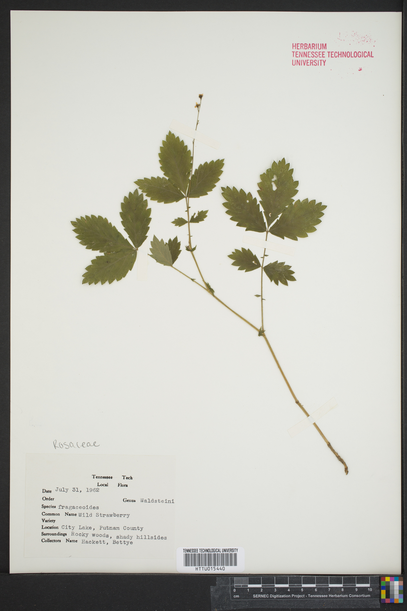Waldsteinia fragarioides image