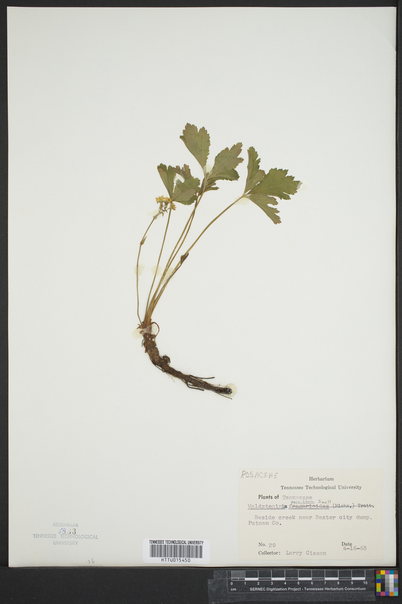 Waldsteinia parviflora image