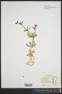 Galium asprellum image