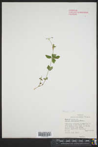 Galium circaezans image