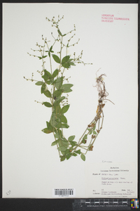 Galium lanceolatum image