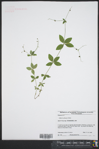 Galium pilosum image