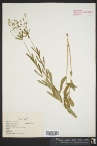 Galium trifidum image