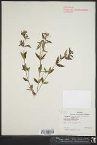 Houstonia longifolia image