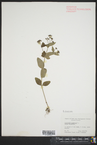 Houstonia purpurea image