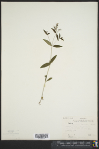 Houstonia tenuifolia image