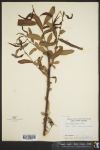 Salix caroliniana image