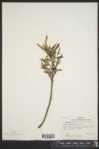 Salix caroliniana image