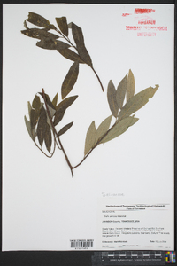 Salix sericea image