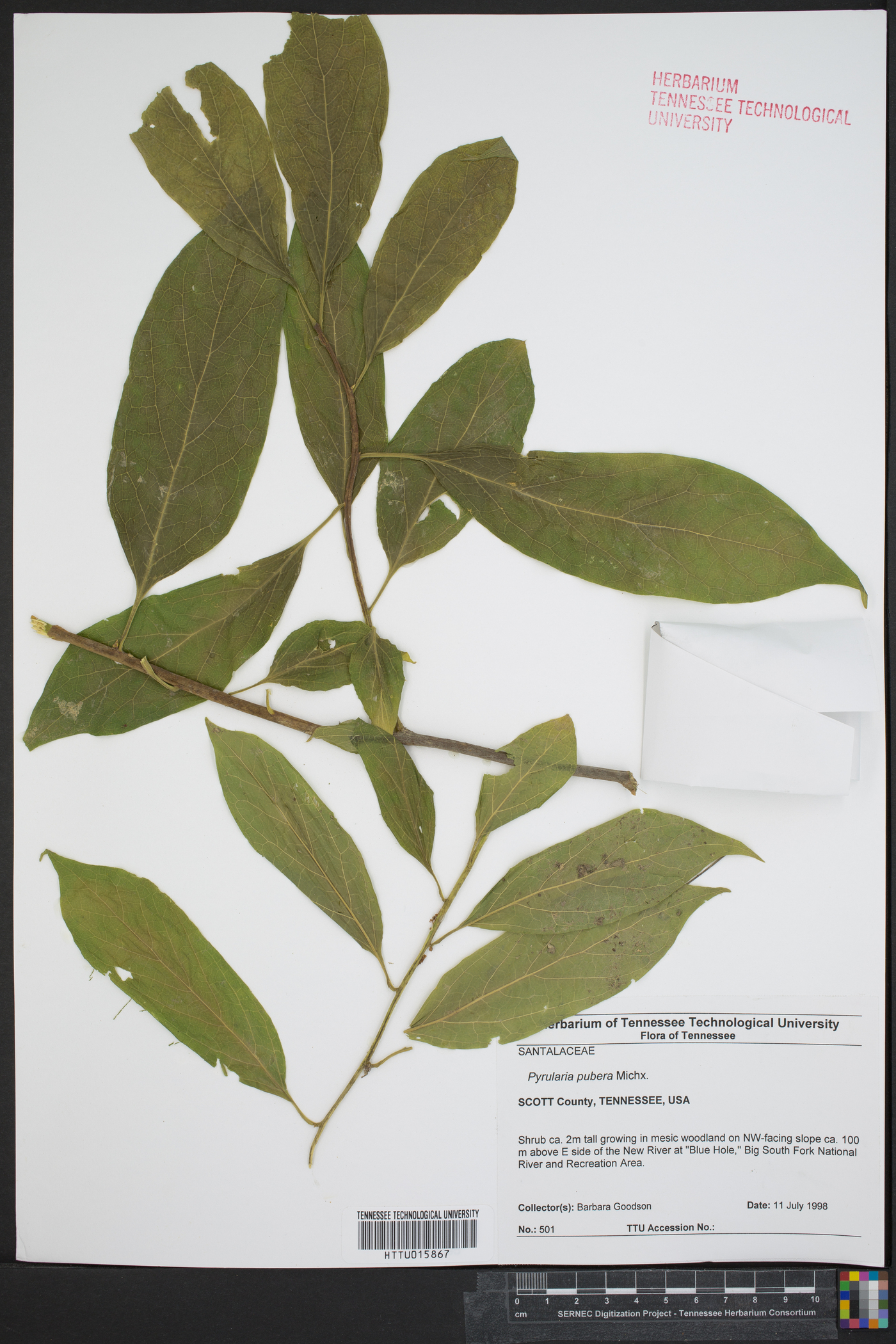 Pyrularia pubera image