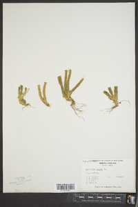 Lycopodium selago image