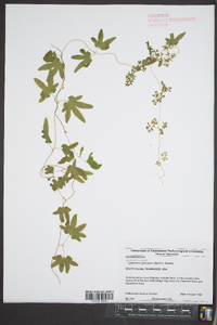 Lygodium palmatum image