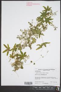 Lygodium palmatum image