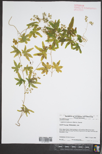 Lygodium palmatum image