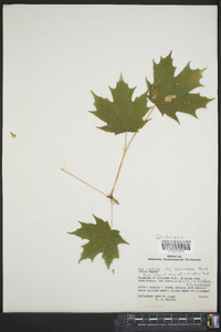Acer saccharum subsp. saccharum image