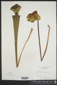 Sarracenia flava image