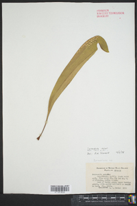 Sarracenia minor image