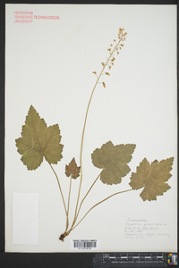 Heuchera americana image