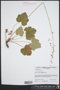 Heuchera americana image